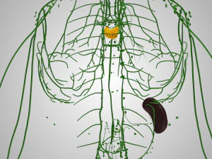 Complete Human Anatomy- Male 3D Model