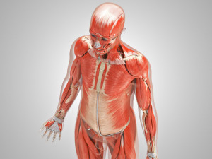 Complete Human Anatomy- Male 3D Модель