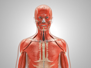 Complete Human Anatomy- Male 3D Модель