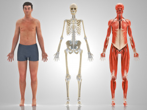 Complete Human Anatomy- Male 3D Модель