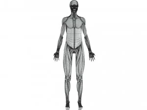 Complete Human Anatomy- Male 3D Model