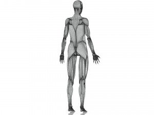 Complete Human Anatomy- Male 3D Модель