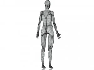 Complete Human Anatomy- Male 3D Model