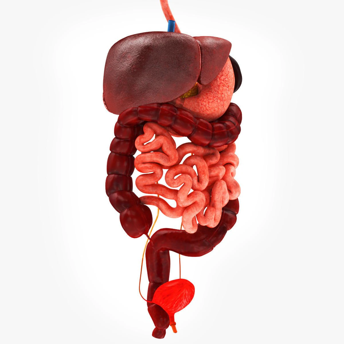 Digestive Organs with Anatomic Cut 3D Model .c4d .max .obj .3ds .fbx .stl .blend 