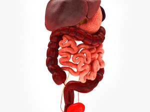 Digestive Organs with Anatomic Cut 3D 模型