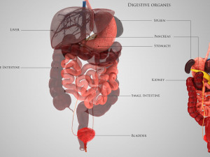 Digestive Organs with Anatomic Cut 3D Model
