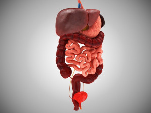 Digestive Organs with Anatomic Cut 3D Model