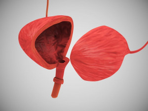 Digestive Organs with Anatomic Cut 3D Model