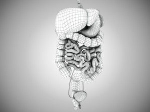 Digestive Organs with Anatomic Cut 3D Model