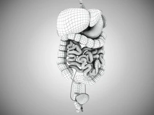 Digestive Organs with Anatomic Cut 3D Model