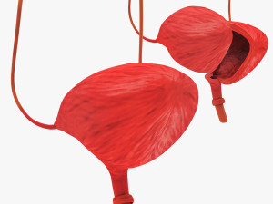 Digestive Organs with Anatomic Cut 3D Model