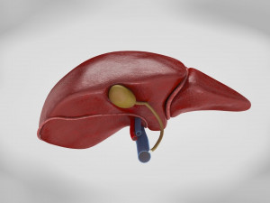 Digestive Organs with Anatomic Cut 3D Model