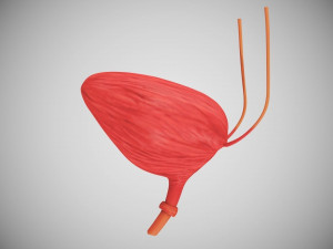 Digestive Organs with Anatomic Cut 3D Model