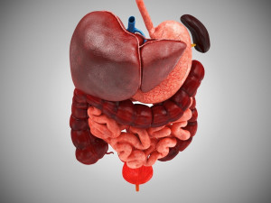 Digestive Organs with Anatomic Cut 3D Model