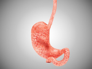 Digestive Organs with Anatomic Cut 3D Model