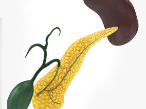 Digestive Organs with Anatomic Cut 3D Model
