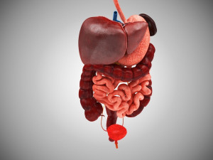Digestive Organs with Anatomic Cut 3D Model