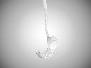 Digestive Organs with Anatomic Cut 3D Model