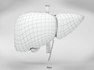 Digestive Organs with Anatomic Cut 3D Model