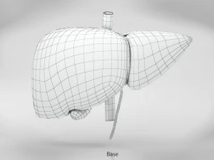Digestive Organs with Anatomic Cut 3D Model