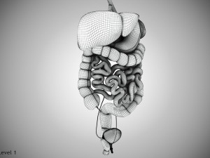 Digestive Organs with Anatomic Cut 3D Model