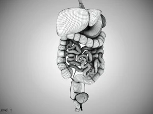 Digestive Organs with Anatomic Cut 3D Model