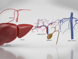 Digestive Organs with Anatomic Cut 3D Model