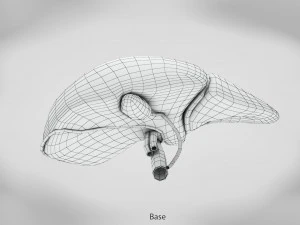 Digestive Organs with Anatomic Cut 3D Model