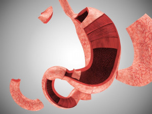 Digestive Organs with Anatomic Cut 3D Model