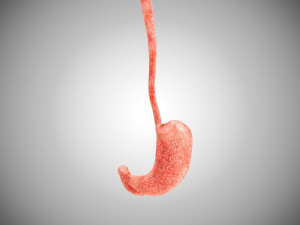 Digestive Organs with Anatomic Cut 3D Model