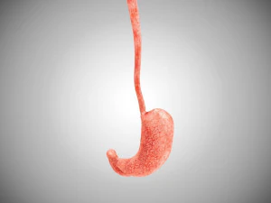 Digestive Organs with Anatomic Cut 3D Model