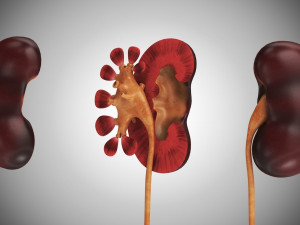 Digestive Organs with Anatomic Cut 3D Model