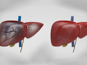 Digestive Organs with Anatomic Cut 3D Model