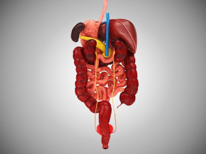 Digestive Organs with Anatomic Cut 3D Model