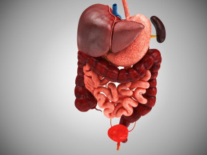 Digestive Organs with Anatomic Cut 3D Model