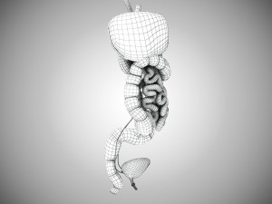 Digestive Organs with Anatomic Cut 3D Model