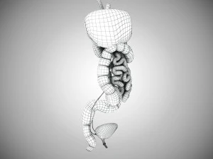 Digestive Organs with Anatomic Cut 3D Model