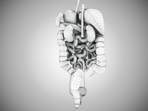 Digestive Organs with Anatomic Cut 3D Model