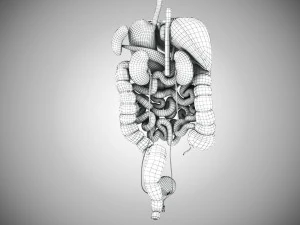 Digestive Organs with Anatomic Cut 3D Model