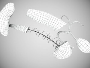 Digestive Organs with Anatomic Cut 3D Model