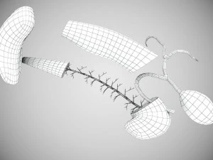 Digestive Organs with Anatomic Cut 3D Model