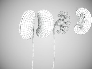 Digestive Organs with Anatomic Cut 3D Model