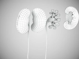 Digestive Organs with Anatomic Cut 3D Model