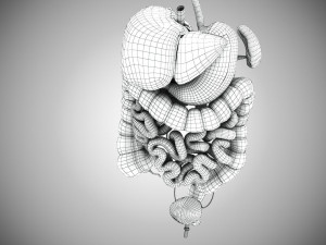 Digestive Organs with Anatomic Cut 3D Model