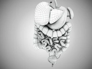 Digestive Organs with Anatomic Cut 3D Model