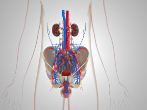 Male Reproductive with Urinary System Model 3D