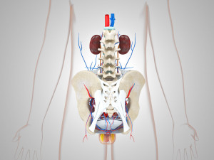 Male Reproductive with Urinary System Model 3D