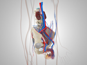 Male Reproductive with Urinary System Model 3D