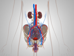 Male Reproductive with Urinary System Model 3D