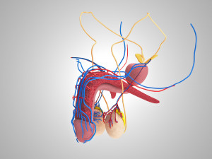 Male Reproductive with Urinary System Model 3D